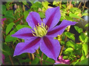 Clematis photograph