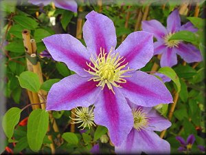 Clematis photograph