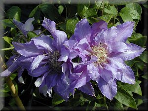 Clematis photograph