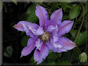 Clematis photograph