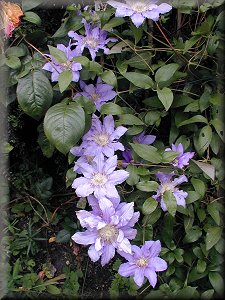 Clematis photograph