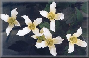 Clematis photograph