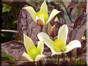 Clematis photograph