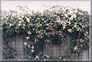 Clematis photograph