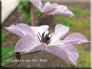 Clematis photograph