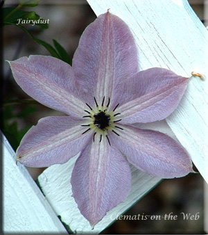 Clematis photograph