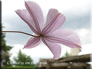 Clematis photograph