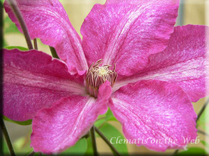 Clematis photograph