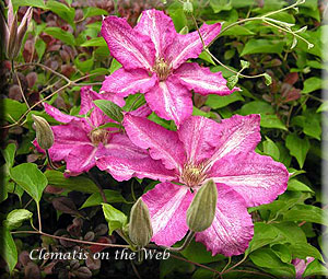 Clematis photograph