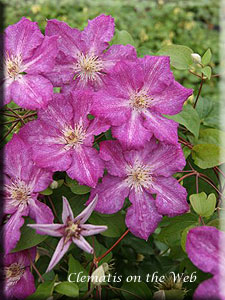 Clematis photograph