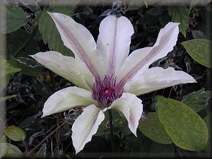 Clematis photograph