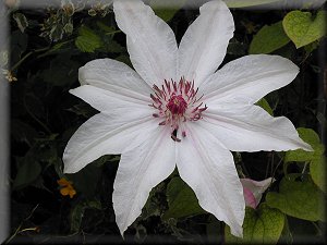 Clematis photograph