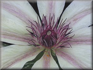 Clematis photograph