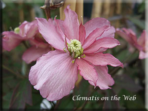 Clematis photograph