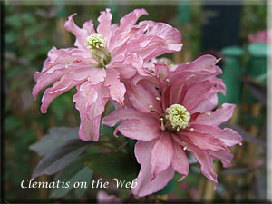 Clematis photograph