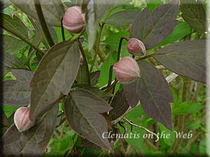 Clematis photograph