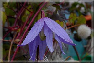 Clematis photograph