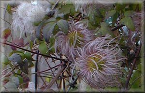 Clematis photograph