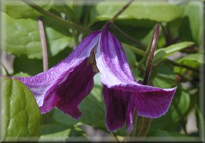 Clematis photograph