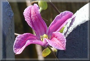 Clematis photograph