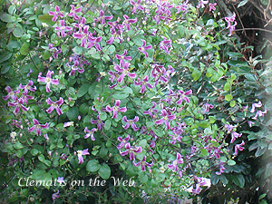 Clematis photograph