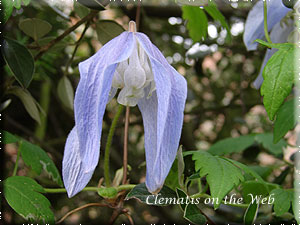 Clematis photograph