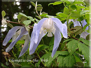 Clematis photograph