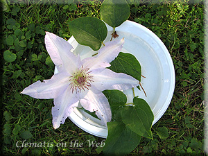 Clematis photograph