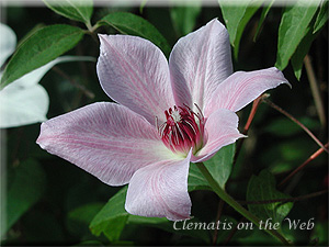 Clematis photograph