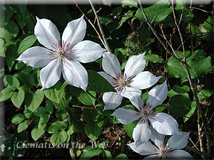 Clematis photograph