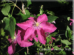 Clematis photograph