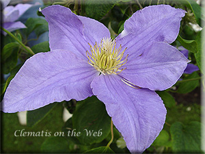 Clematis photograph