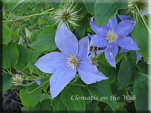 Clematis photograph