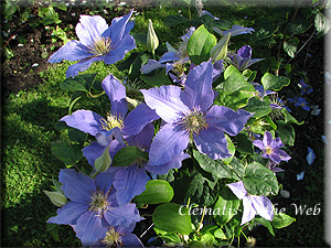 Clematis photograph