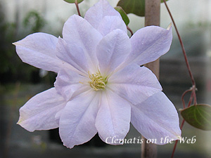 Clematis photograph