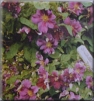 Clematis photograph