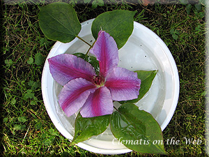 Clematis photograph