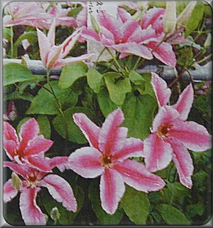 Clematis photograph