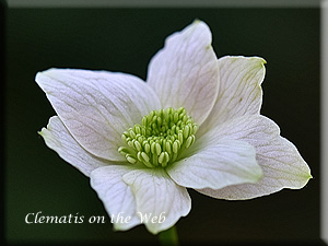 Clematis photograph