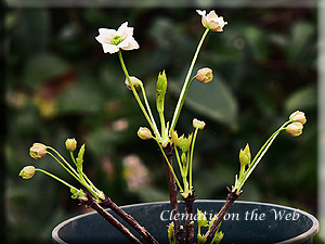 Clematis photograph