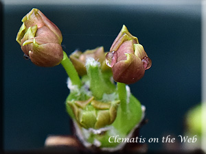 Clematis photograph