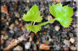 Clematis photograph