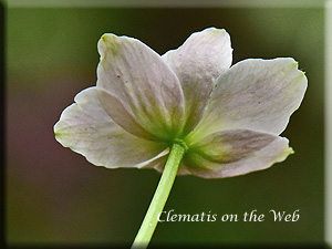 Clematis photograph