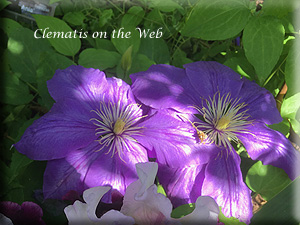 Clematis photograph