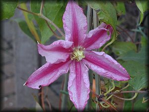 Clematis photograph