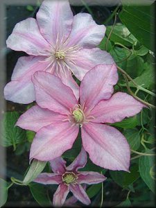 Clematis photograph