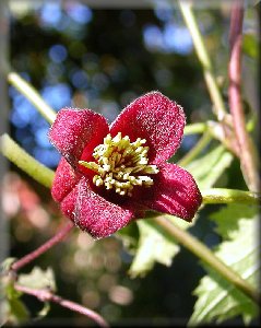 Clematis photograph