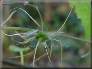 Clematis photograph