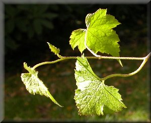 Clematis photograph