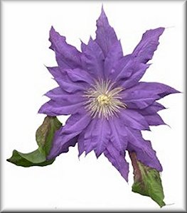 Clematis photograph